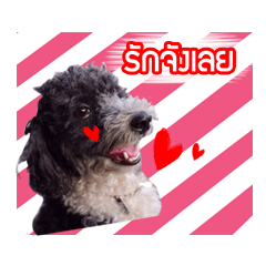 [LINEスタンプ] BuBoo and Family