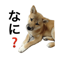 [LINEスタンプ] 柴犬 つくしちゃん
