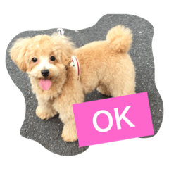 [LINEスタンプ] my toy poodle