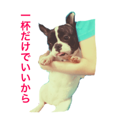 [LINEスタンプ] フレンチブルドックのチクワちゃん