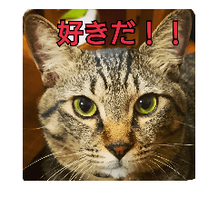 [LINEスタンプ] ネコのイチノスケすたんぷ