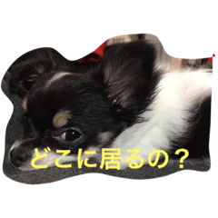 [LINEスタンプ] 我が家のちょこちゃん