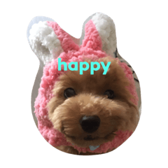 [LINEスタンプ] トイプードルはぴたん