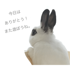 [LINEスタンプ] うさぎのふぇい