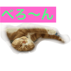 [LINEスタンプ] 我が家の呑気猫 マイケル