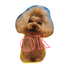 [LINEスタンプ] トイプーのクロムさん。