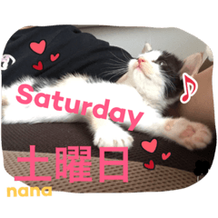[LINEスタンプ] 三毛猫nana03 1週間