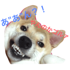 [LINEスタンプ] 柴犬そらくん★