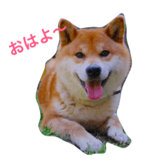 [LINEスタンプ] 柴犬 ファミリー