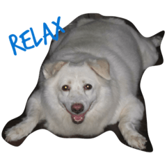 [LINEスタンプ] dog or pig？