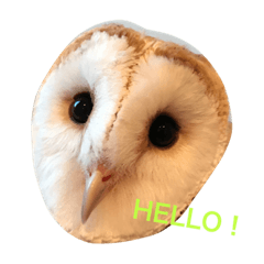[LINEスタンプ] owl daily