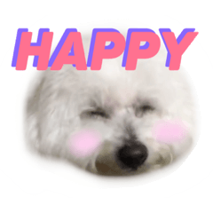 [LINEスタンプ] ビションフリーゼのミルキーさん