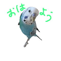 [LINEスタンプ] セキセイインコのフォトラインスタンプ