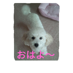 [LINEスタンプ] 舞鶴弁クリ
