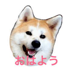 [LINEスタンプ] 秋田犬 種ちゃん
