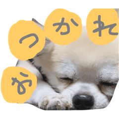 [LINEスタンプ] もみ＆きいたん