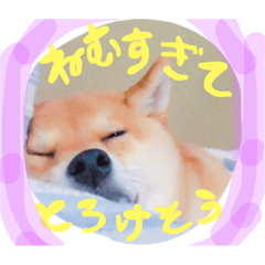 [LINEスタンプ] 柴犬めりのおねんねスタンプ