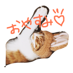 [LINEスタンプ] ねこといぬのすたんぷ