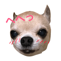 [LINEスタンプ] じんべいはちわわ