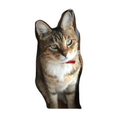 [LINEスタンプ] 私の猫ミーちゃん