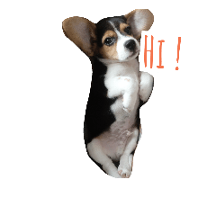 [LINEスタンプ] Scrub is dog.