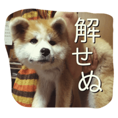 [LINEスタンプ] 秋田犬 蘭 1