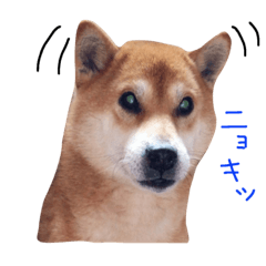 [LINEスタンプ] うちの犬 part2