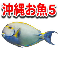 [LINEスタンプ] 沖縄お魚5