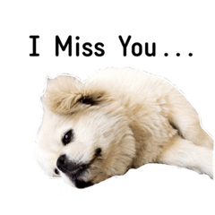 [LINEスタンプ] かわいい小犬