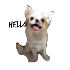 [LINEスタンプ] チワワのひなた