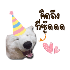 [LINEスタンプ] Bruno samoyed