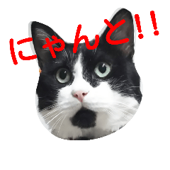 [LINEスタンプ] pontastamp