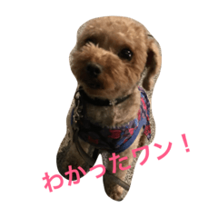 [LINEスタンプ] ここ78