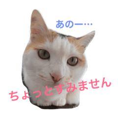 [LINEスタンプ] みーちゃんと仲間達