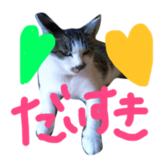 [LINEスタンプ] 愛ネコ 愛猫