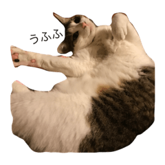 [LINEスタンプ] ねこあいさつ2