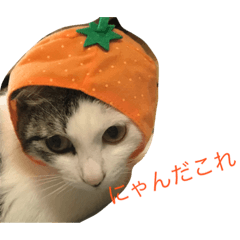 [LINEスタンプ] ねこみげ
