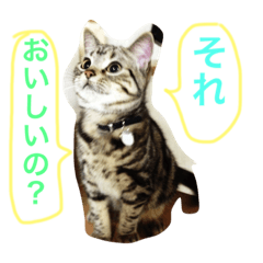 [LINEスタンプ] ねこすこ。
