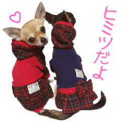 [LINEスタンプ] 仲良しチワワのコロティアモvol.3