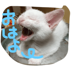 [LINEスタンプ] 福来にゃんズ