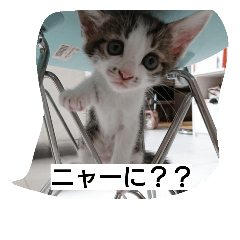 [LINEスタンプ] そらにゃん
