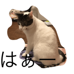 [LINEスタンプ] ねこのタークの日常