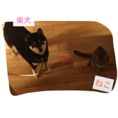 [LINEスタンプ] 柴犬の寧々とねこのココ