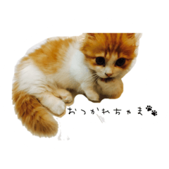[LINEスタンプ] うちのちゃい君スタンプ