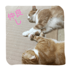 [LINEスタンプ] スコの兄弟