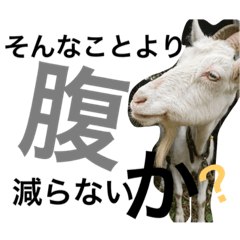 [LINEスタンプ] ヤギのもっくん（メス）