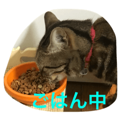 [LINEスタンプ] しょうたん2