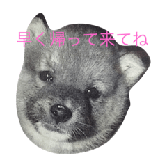 [LINEスタンプ] 可愛い柴犬