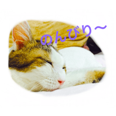 [LINEスタンプ] みーこの日常