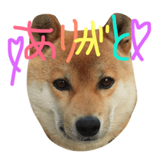 [LINEスタンプ] 柴犬ころ